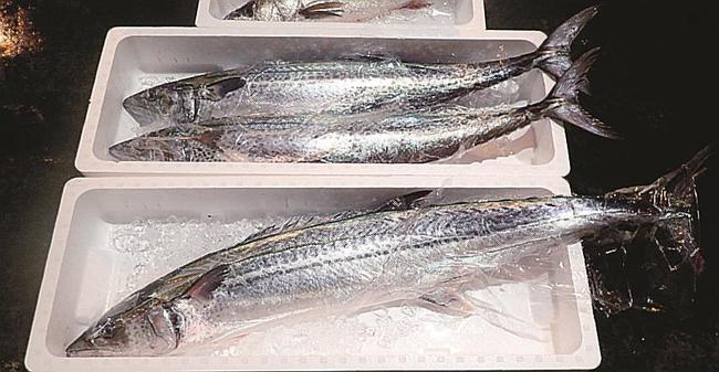 鳥取市の賀露漁港で競りにかけられたサワラ（鳥取県栽培漁業センター提供）