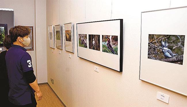 生き生きとした野鳥の写真に見入る来館者＝鳥取県大山町大山、大山自然歴史館