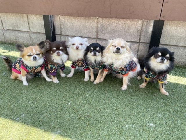 なんともいえない表情の6匹/チワレンジャー(@Chihua_ranger)さん提供