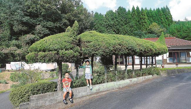 民家前にお目見えした竜の生け垣＝島根県津和野町田二穂