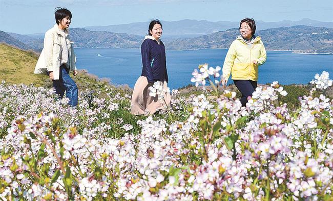 野ダイコンの群生を楽しむ人たち＝島根県知夫村、赤ハゲ山
