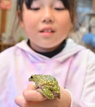 体に黄色の斑点！珍しいカエル 大山で小学生が発見 | 山陰中央新報デジタル