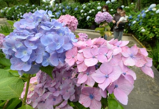 大きく花開いたアジサイ＝松江市外中原町、月照寺