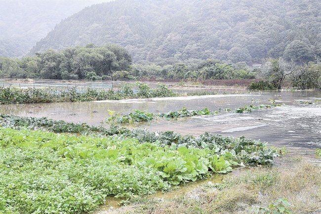 江の川の水位が上昇して浸水した農地＝２日午後１時３９分、江津市桜江町田津