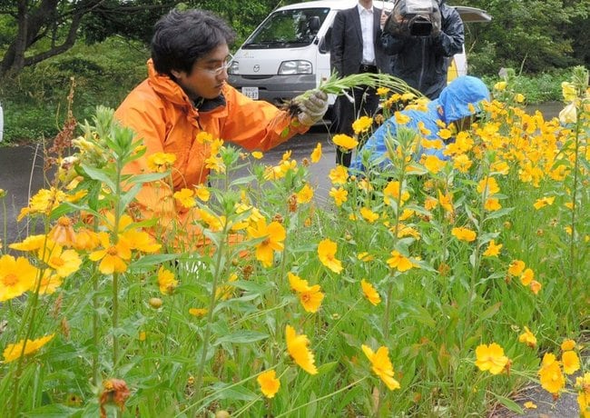 根元から駆除されるオオキンケイギク＝大田市内（資料）