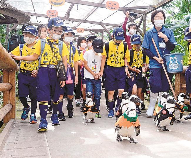 散歩するペンギンに付いて歩く参加者たち＝松江市大垣町、松江フォーゲルパーク