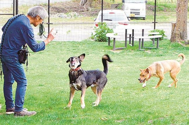 ドッグランで職員と遊ぶ保護犬＝倉吉市下福田、人と動物の未来センター・アミティエ