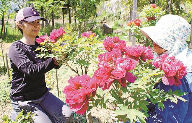 荒れ地から救い出したボタンを手入れする石橋里佳さん（左）＝島根県隠岐の島町北方、隠岐五箇ぼたん園