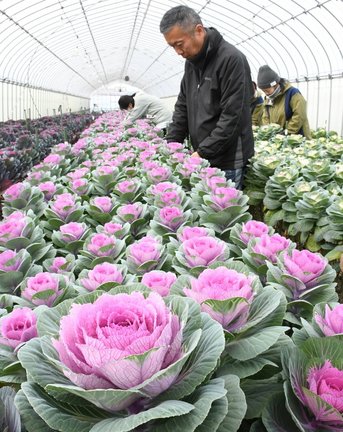 出荷に向けて手入れするスタッフ＝出雲市斐川町出西、たぐちファーム