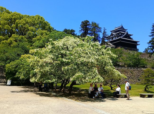 松江城山公園でくつろぐ人たち。新緑がまぶしい=15日、松江市殿町