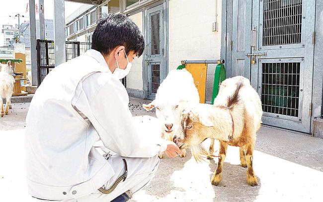 稲田順一さんから餌をもらうヤギたち＝鳥取市戎町、真教寺公園