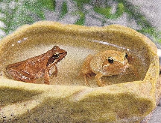 珍しい 黄色のタゴガエル 江津の主婦発見、アクアスで展示 | 山陰中央