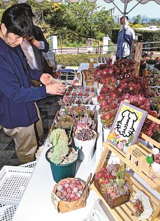 多彩な色や形状の多肉植物を眺める来場者＝益田市高津町、島根県立万葉公園