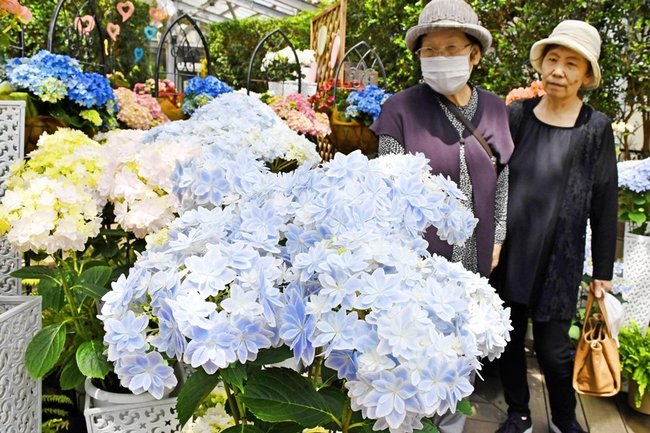 色とりどりなアジサイを観賞する来場者＝出雲市西新町２丁目、しまね花の郷