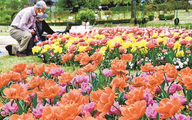 園内を鮮やかに彩るチューリップの花々を楽しむ来園者＝鳥取県南部町鶴田、とっとり花回廊