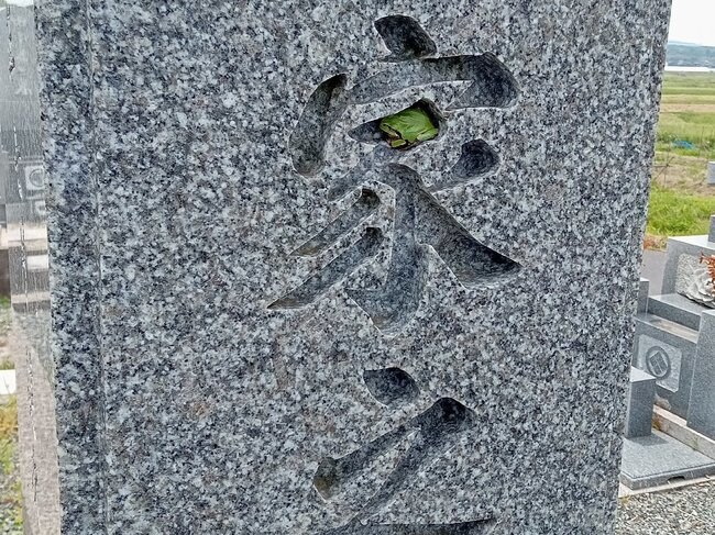 墓石にすっぽりと収まったカエル