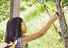 鳴いているセミを見つけ、そっと近づいてみる女児＝松江市大庭町