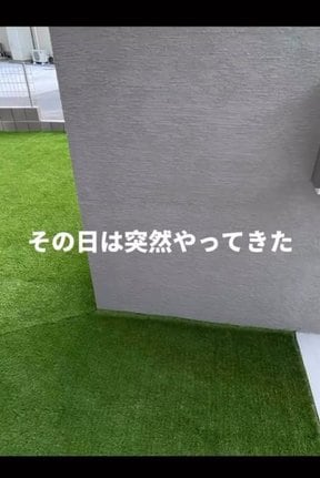 念願のマイホームに入居して3ヵ月。綺麗な人工芝の庭に…?(写真提供@hami__sumirin_house)