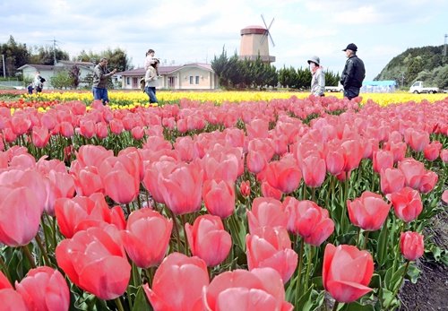 色鮮やかなチューリップ畑を散策する見物客＝安来市伯太町東母里