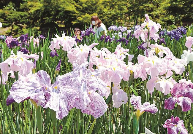 見頃を迎えたハナショウブ＝雲南市木次町平田、石照庭園