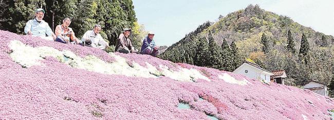 田んぼの斜面に敷き詰められた芝桜を見つめる広石地区環境保全組合のメンバー＝島根県吉賀町広石