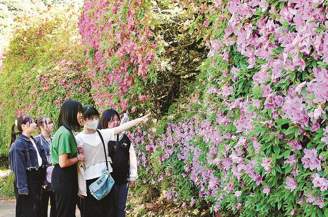 山の斜面を彩るツツジを見る来場者＝浜田市三隅町三隅、三隅公園