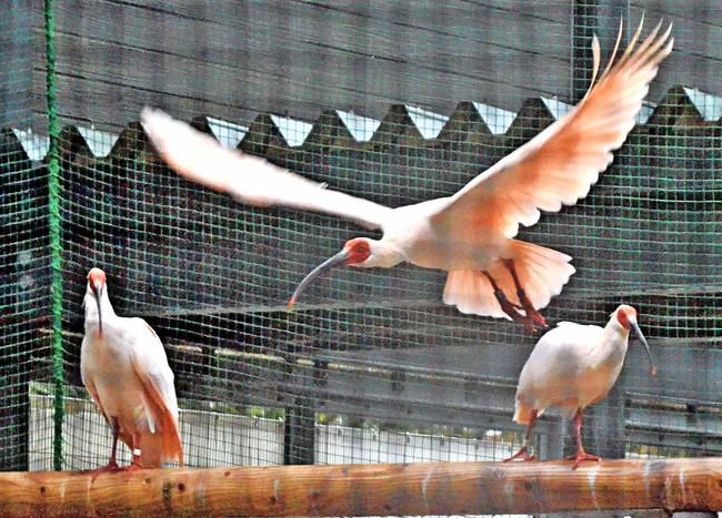 出雲市で飼育されているトキ＝出雲市西新町２丁目、市トキ分散飼育センター