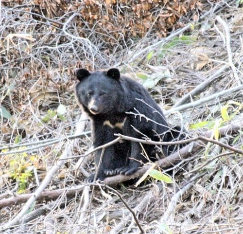 ツキノワグマ（資料写真）＝島根県提供
