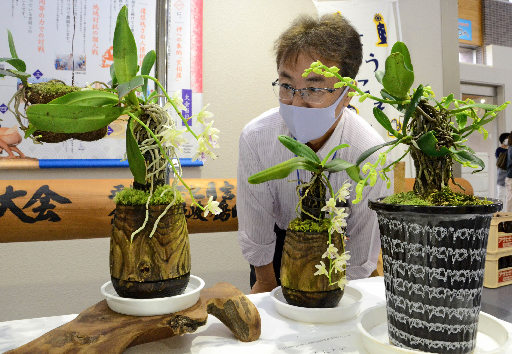 小さな花から漂う香りが特徴のナゴラン＝島根県隠岐の島町岬町、隠岐空港