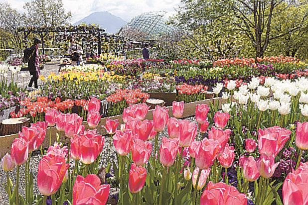 鳥取県南部町の県立フラワーパーク「とっとり花回廊」で見頃となったチューリップ＝９日午前