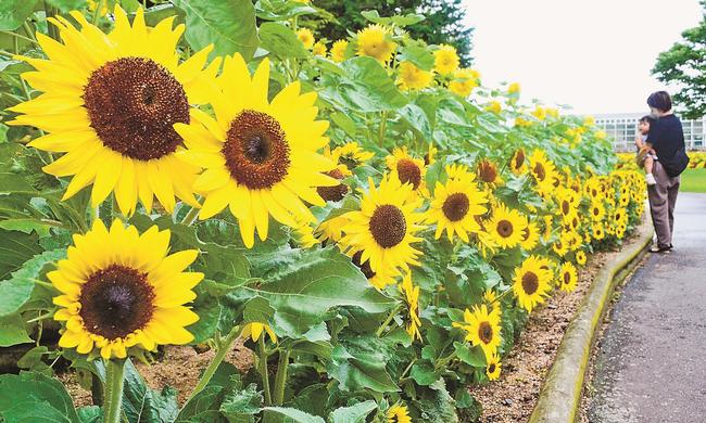 見頃を迎えたヒマワリを楽しむ来場客＝出雲市西新町２丁目、しまね花の郷