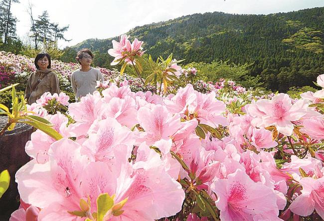 ツツジの花を楽しむ人たち＝島根県隠岐の島町都万、亀の原水鳥公園