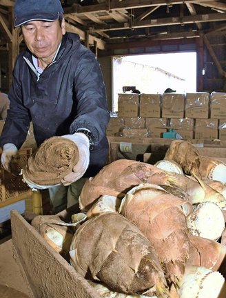 手際よくタケノコを仕分ける組合員＝安来市島田町、島田加工農業協同組合