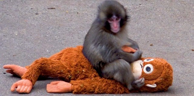 子ザルのパンチが話題”市川市動植物園が声明 引きずられ動画拡散に説明