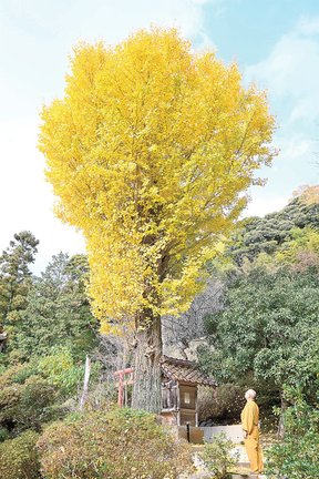 黄金色に染まったイチョウ=出雲市朝山町、金剛峯寺大坊