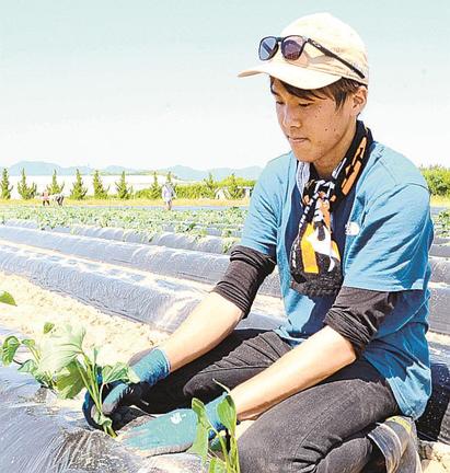 「西浜いも」の苗を植える若手組合員＝出雲市湖陵町差海、西浜いも観光いもほり農園