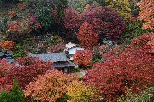 見頃を迎えた櫻井家住宅周辺の紅葉＝島根県奥出雲町上阿井