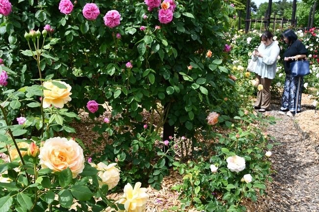 色とりどりの花を咲かせたバラ園を観賞する来園者＝鳥取県南部町鶴田、とっとり花回廊