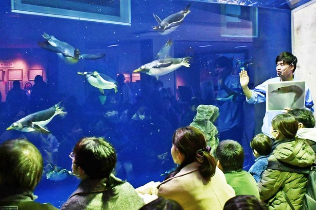 来館者が見守る中、水槽の中を泳ぎ回るペンギン=浜田市・江津市、しまね海洋館アクアス