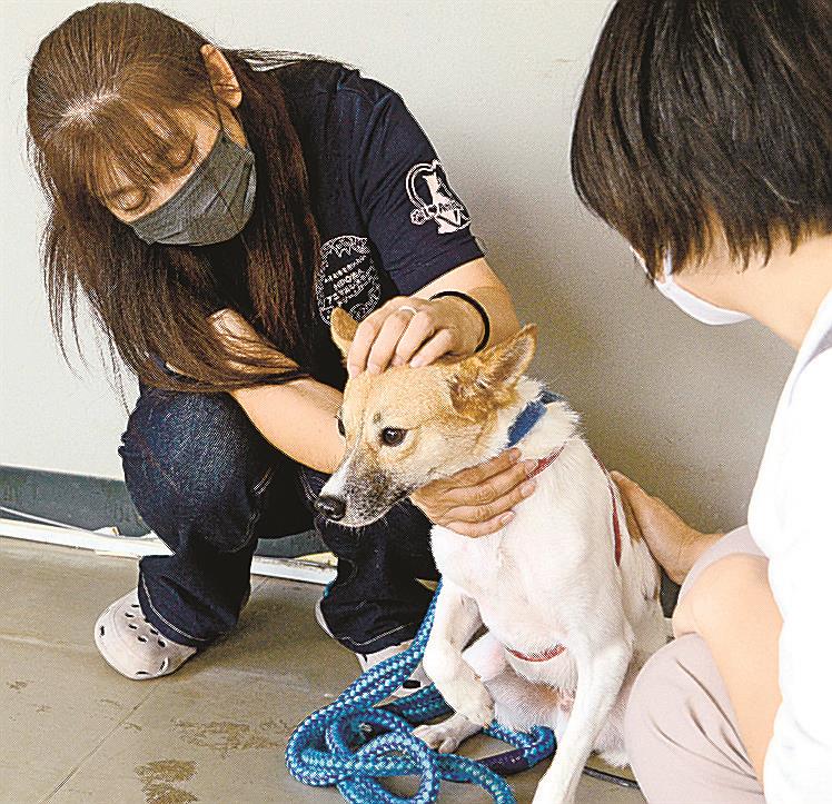 建設会社で犬猫受け渡し 山陰中央新報デジタル