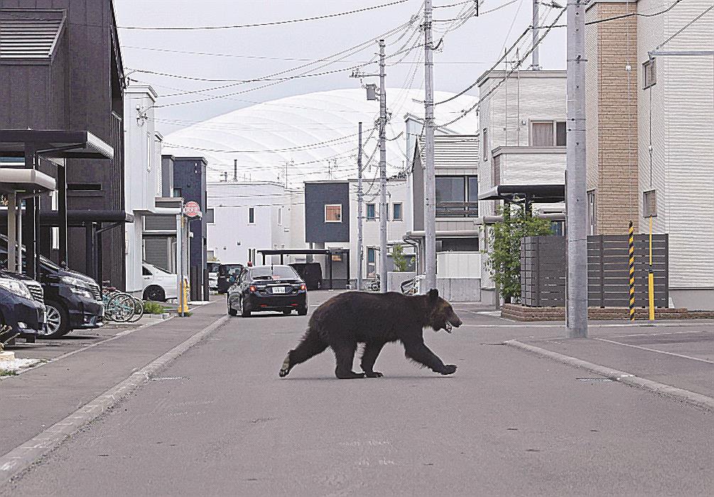 札幌住宅街にヒグマ 襲われ４人けが 駆除 山陰中央新報デジタル