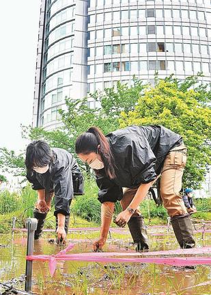 森タワーを望む田んぼで「星空舞」を植える関係者＝東京都港区、六本木ヒルズ