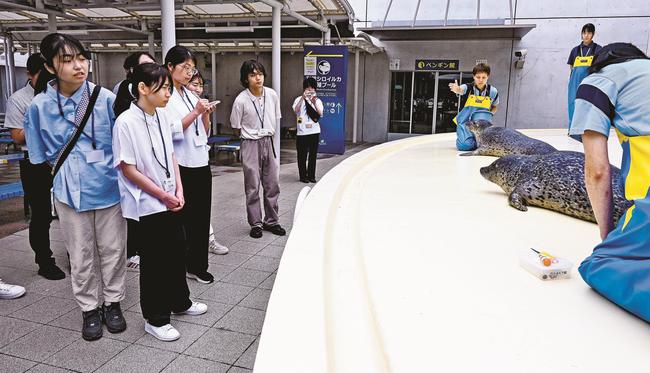 アザラシから採血する様子を見学する大学生＝浜田市・江津市、しまね海洋館アクアス