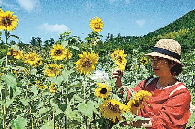 被災地で命をつないだヒマワリを手入れする石橋里佳さん=島根県隠岐の島町北方、隠岐五箇ぼたん園