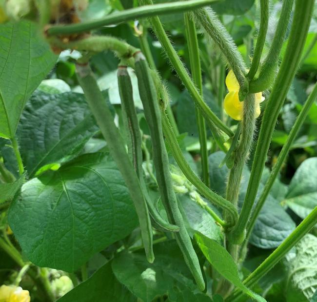畑になる小豆のさやと黄色い花＝１８日、出雲市内