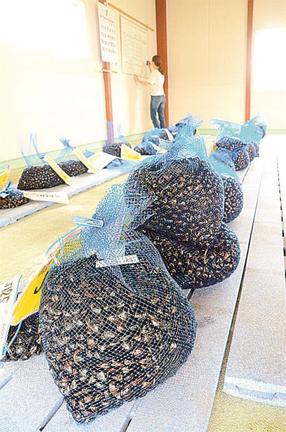 漁獲され、神西湖漁業協同組合に集められたヤマトシジミ=出雲市神西沖町
