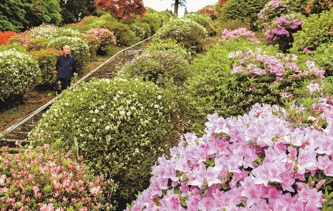ピンクや白、赤に色づき、見頃を迎えたツツジ＝大田市温泉津町井田、高野寺