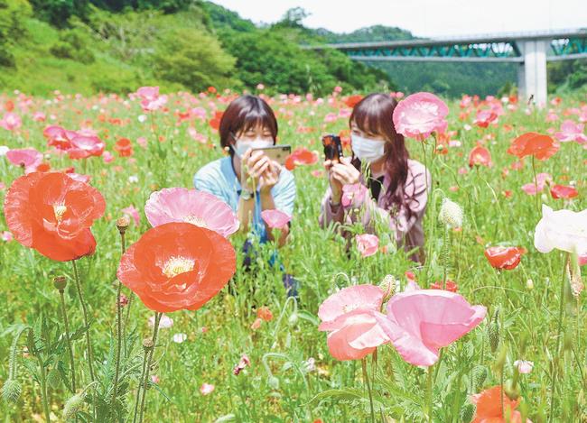 見頃を迎えたポピー＝島根県飯南町志津見、東三瓶フラワーバレー