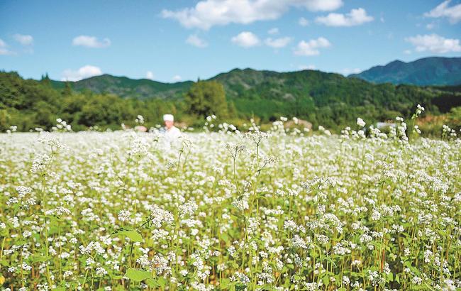 見頃を迎えたソバの花＝島根県奥出雲町大呂