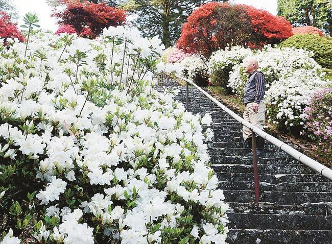 見頃を迎えたツツジ＝大田市温泉津町井田、高野寺